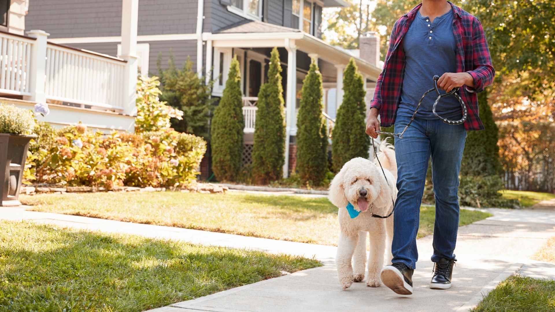 Large Dog Breeds for Suburban Homes