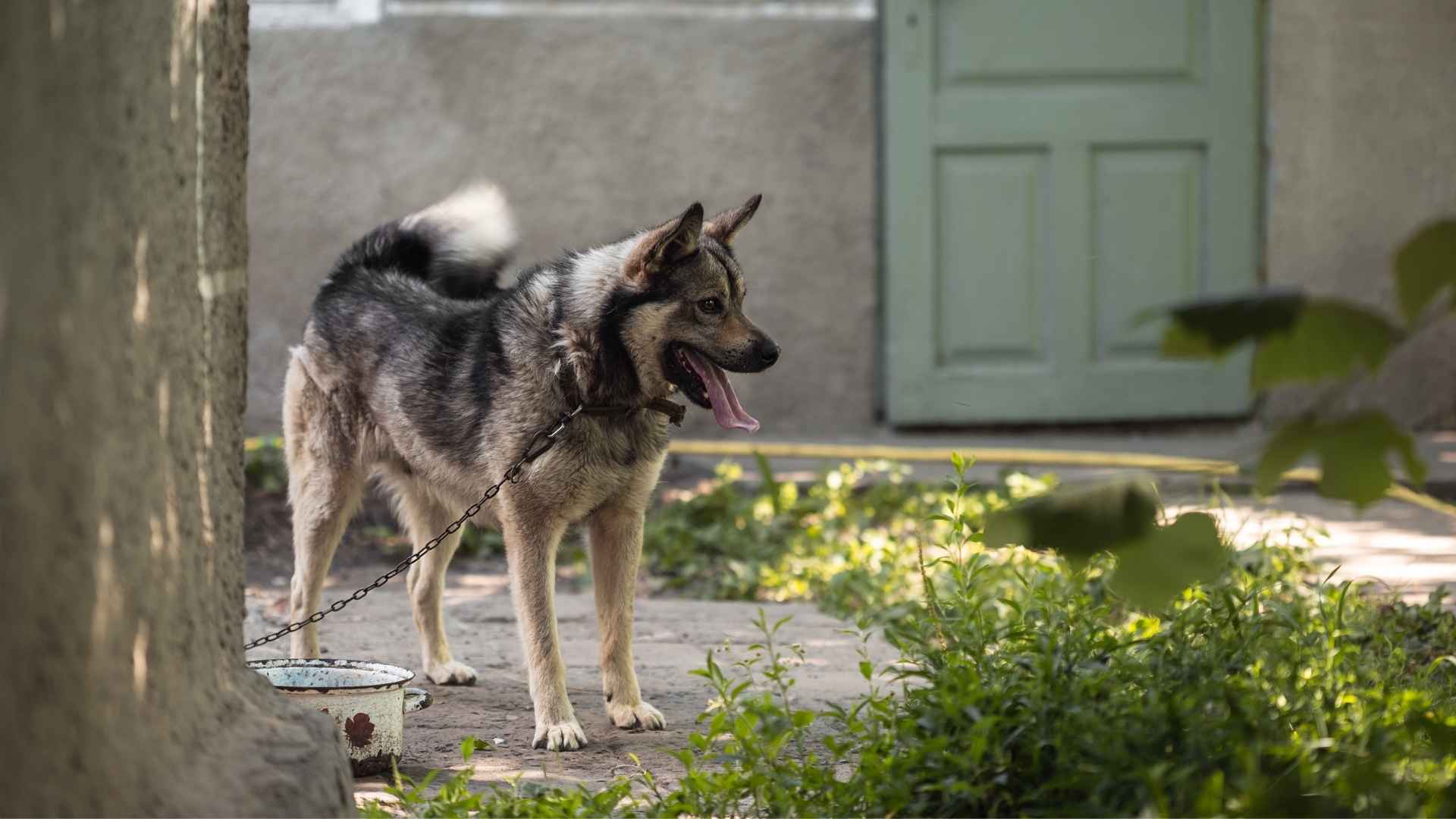 Large Guard Dog Breeds for Home Security