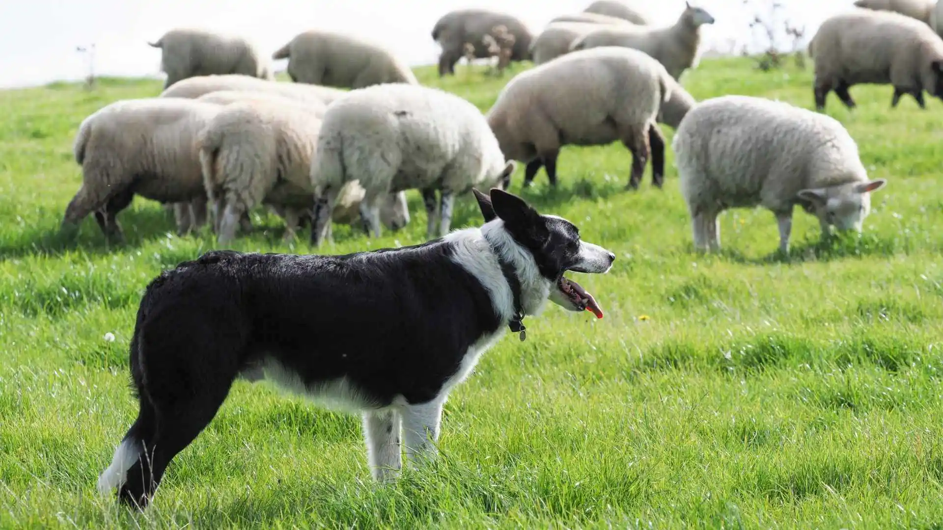 Large Herding Dog