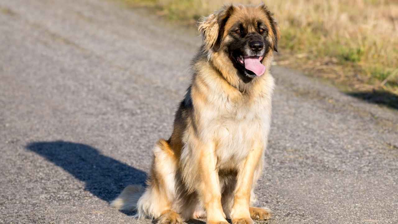 Leonberger