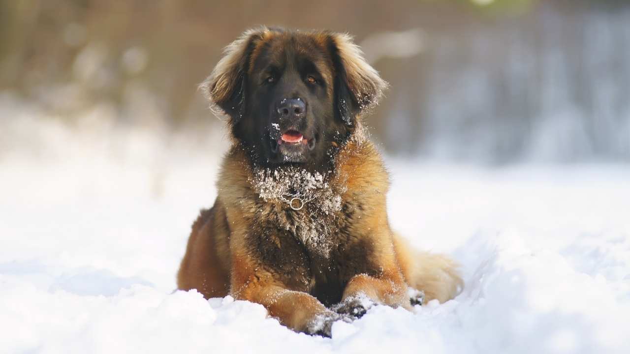 Leonberger