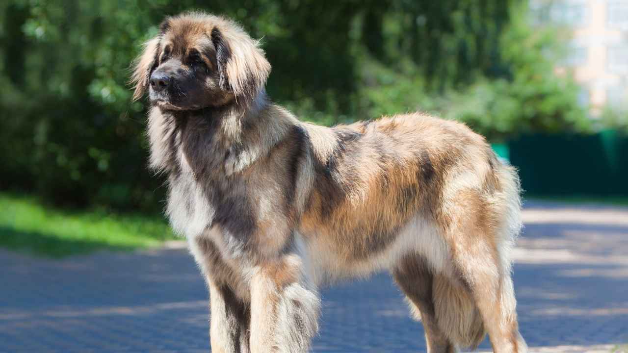 Leonberger