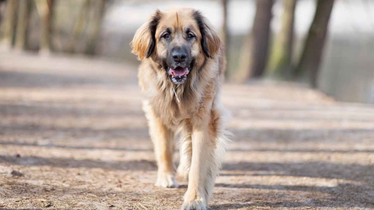 Leonberger