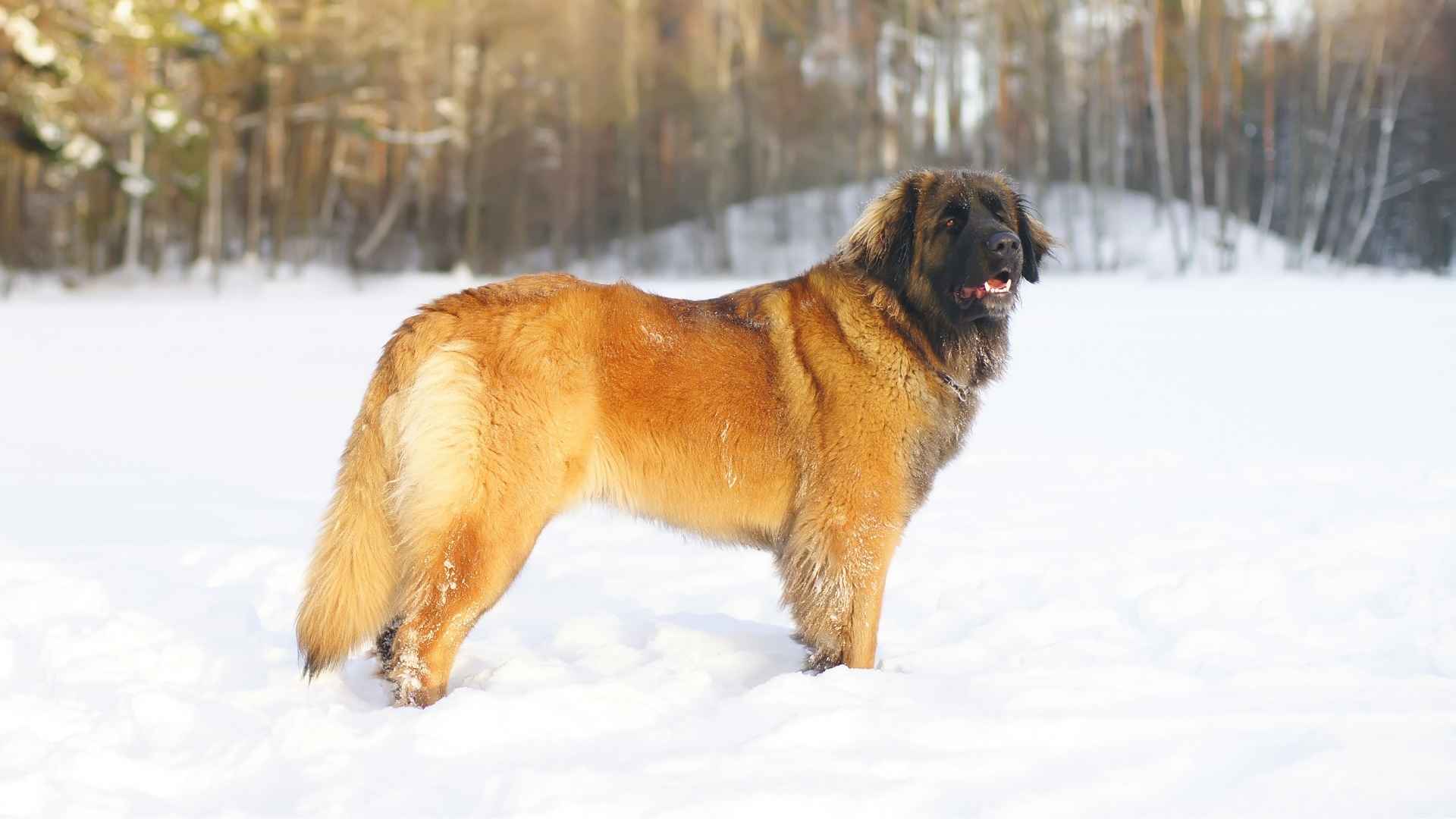 Leonberger