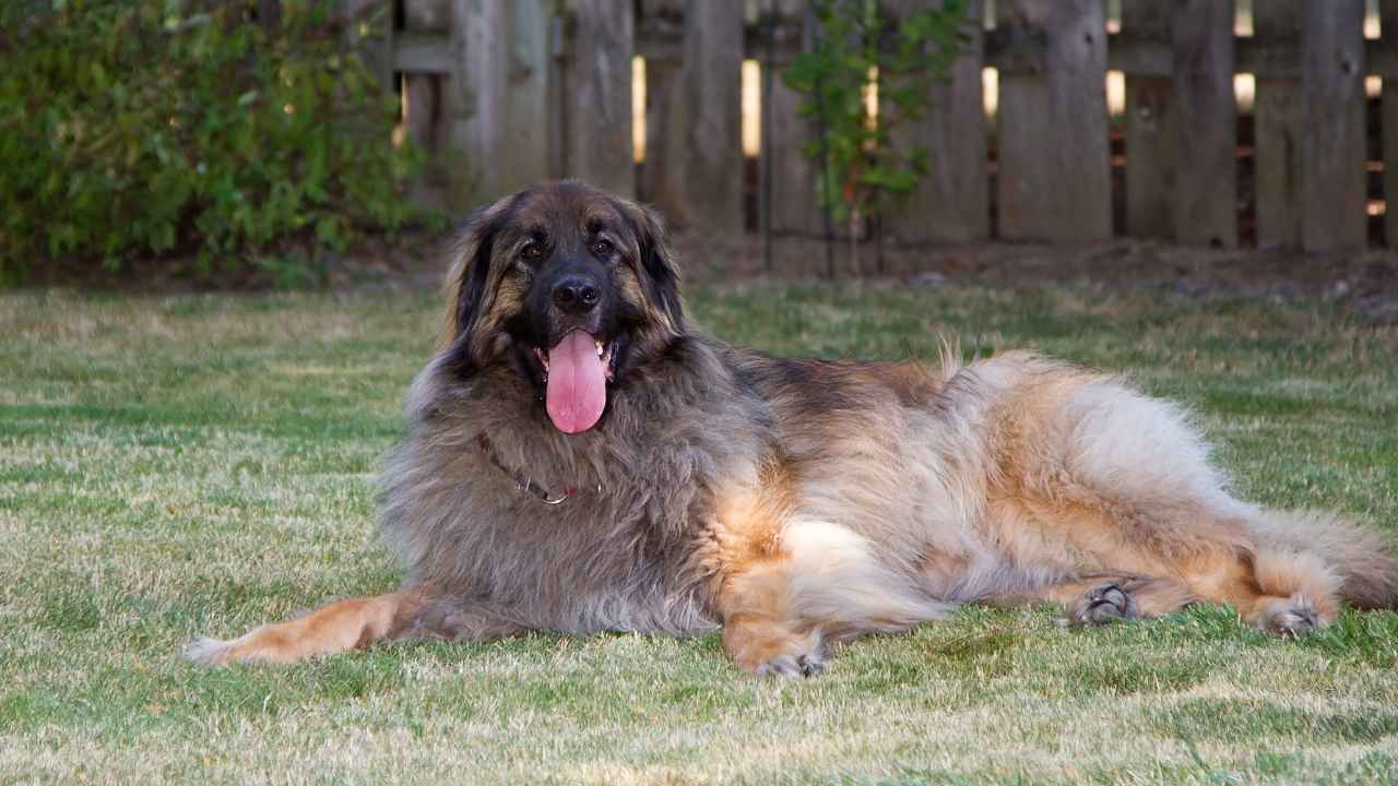 Leonberger