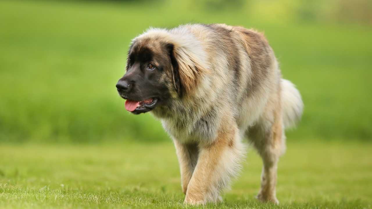 Leonberger