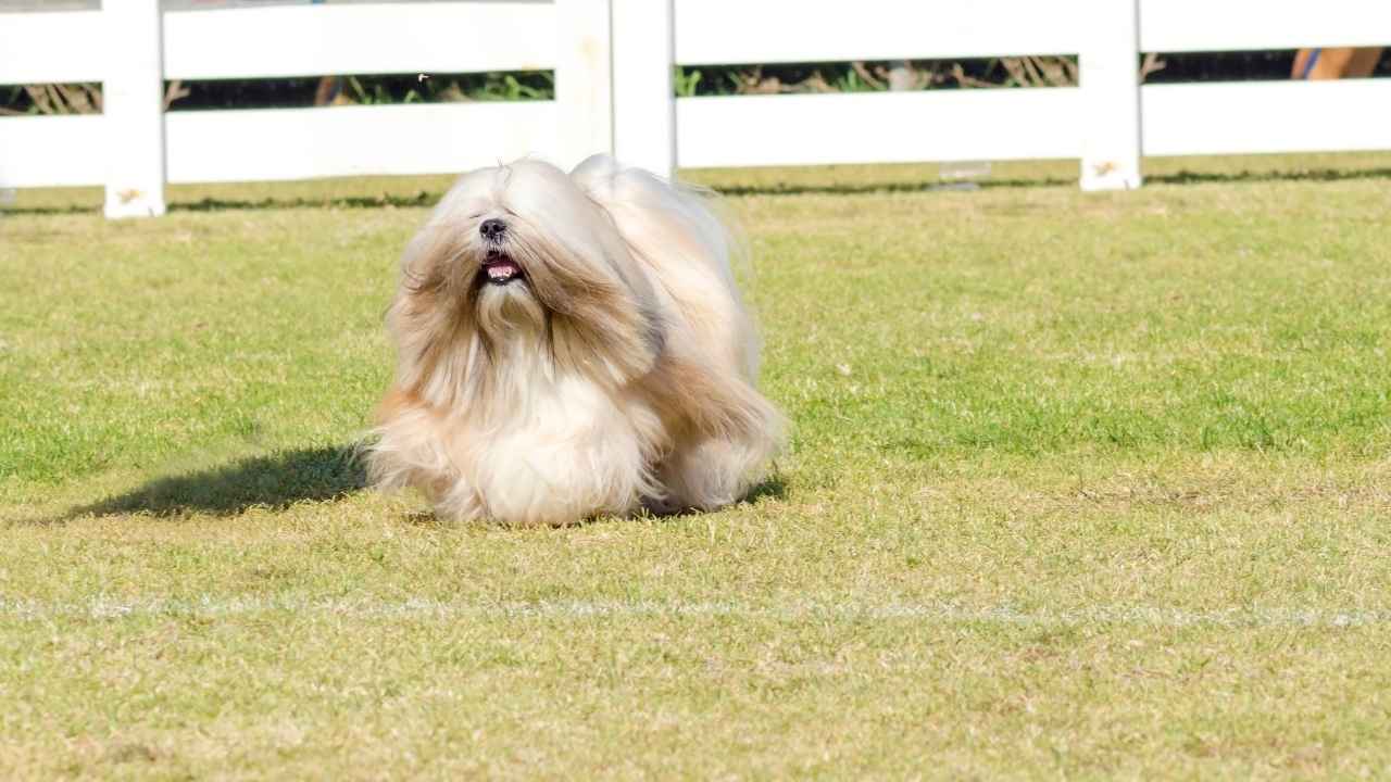 Lhasa Apso