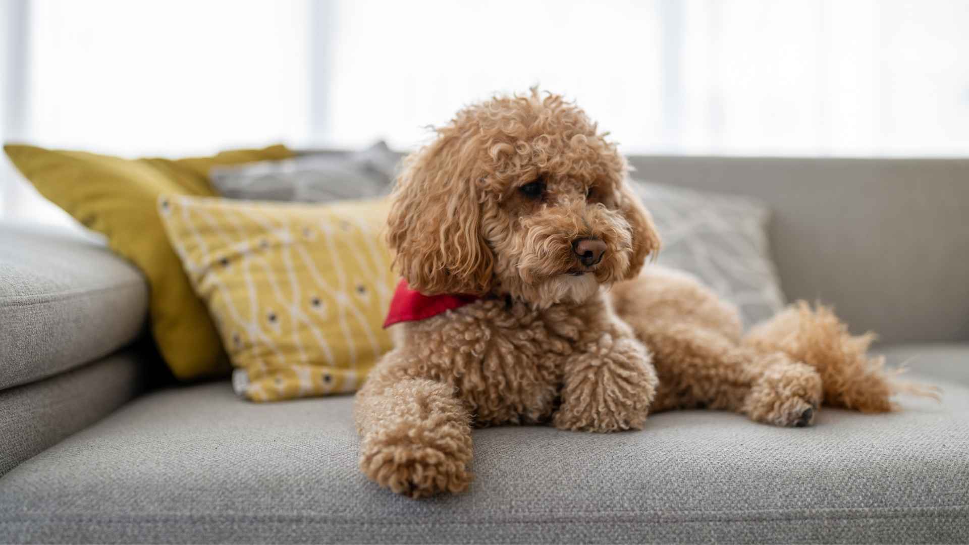 Light Shedding Dog Breeds for a Low Maintenance Home