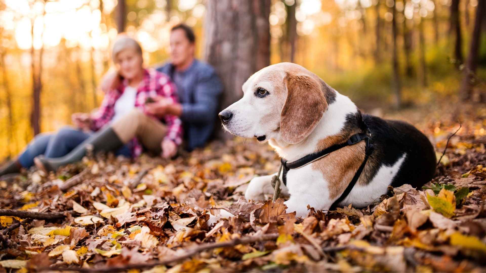 Longest Living Medium Dog Breeds for a Lifetime of Love