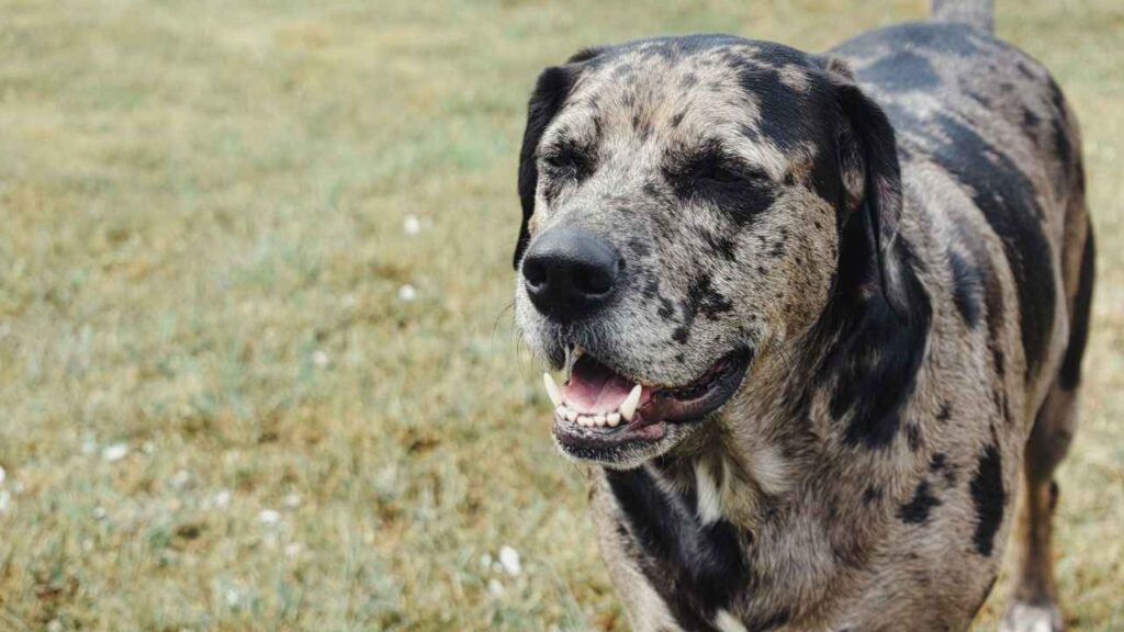 Louisiana Catahoula Leopard Dog