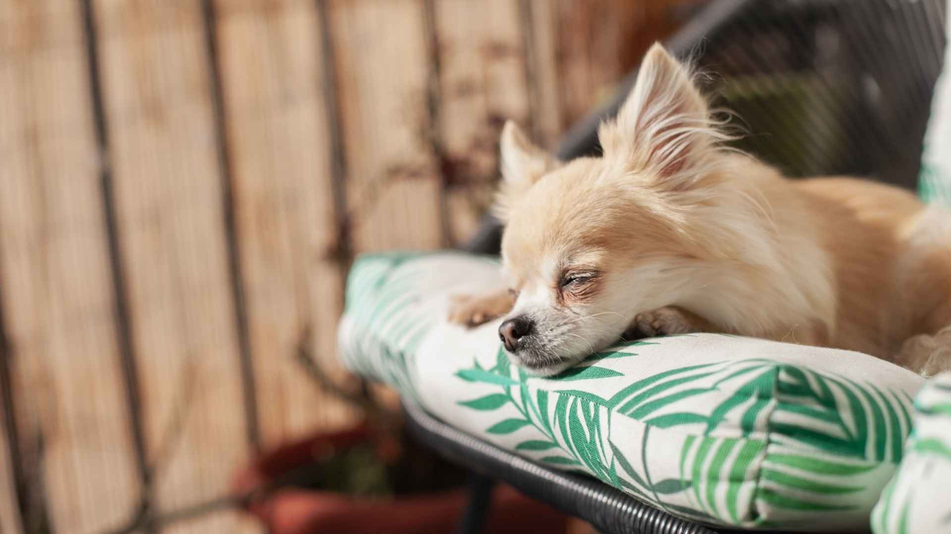 Low Energy Teacup Dog Breeds for a Quiet Happy Home