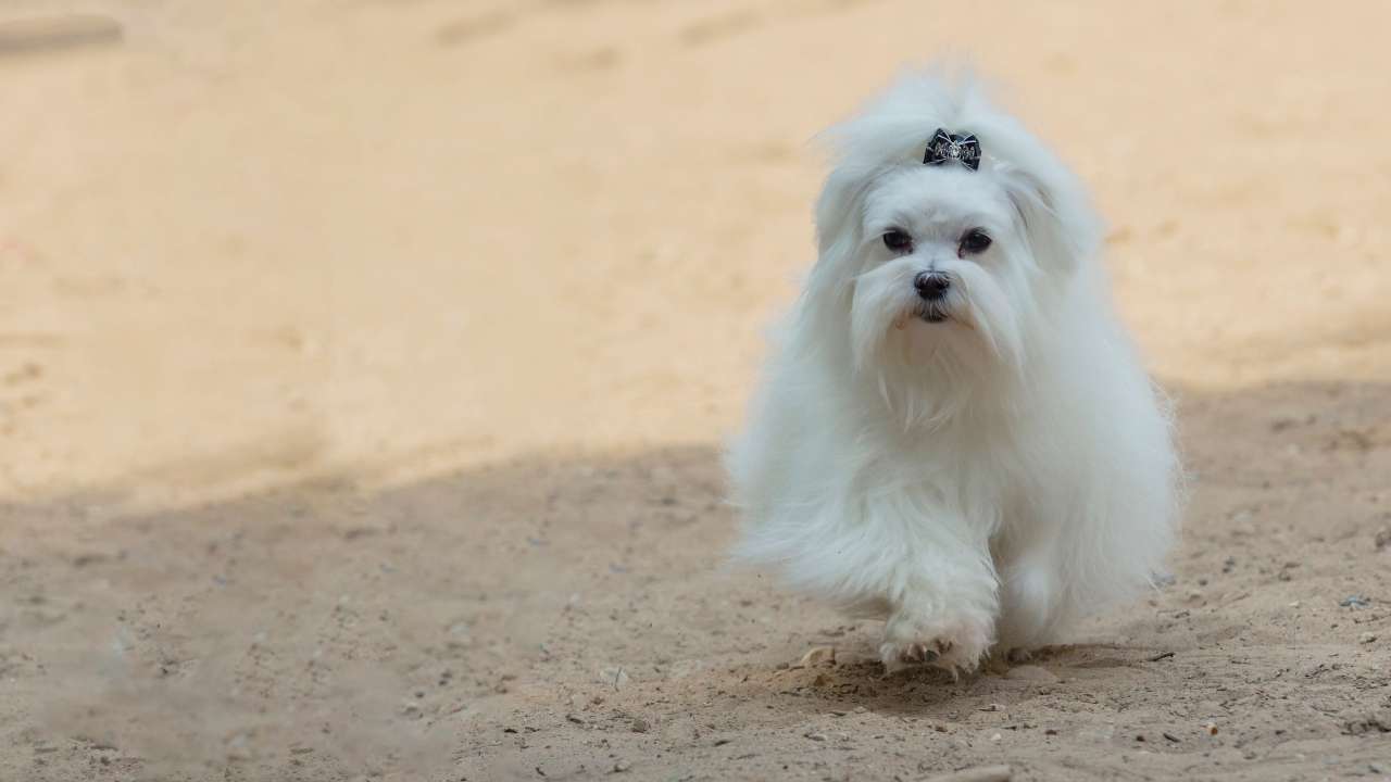 Maltese