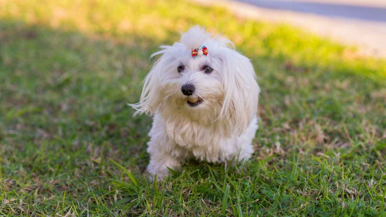 Maltese