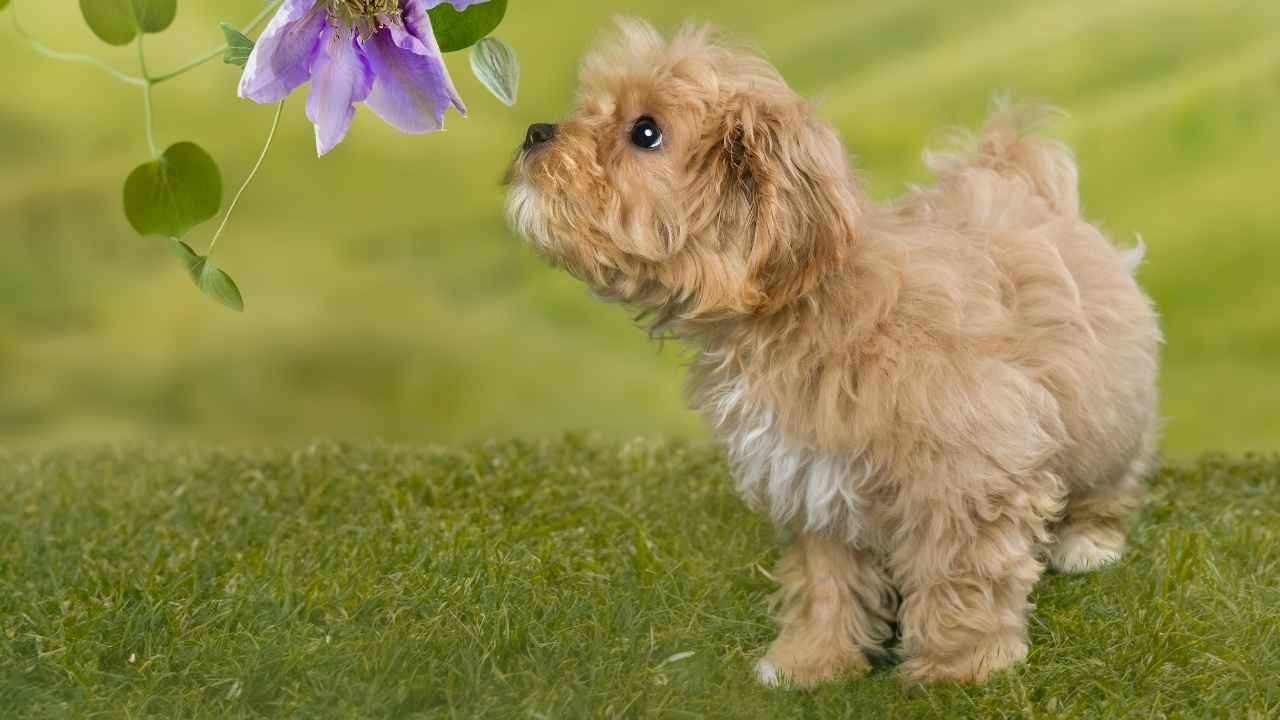 Maltipoo