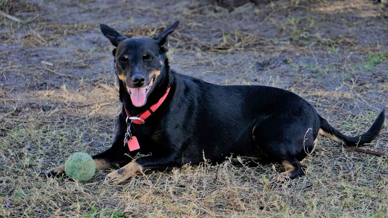 Manchester Terrier