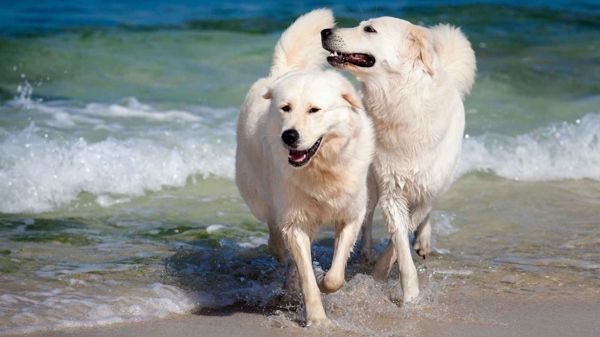 Maremma Sheepdog