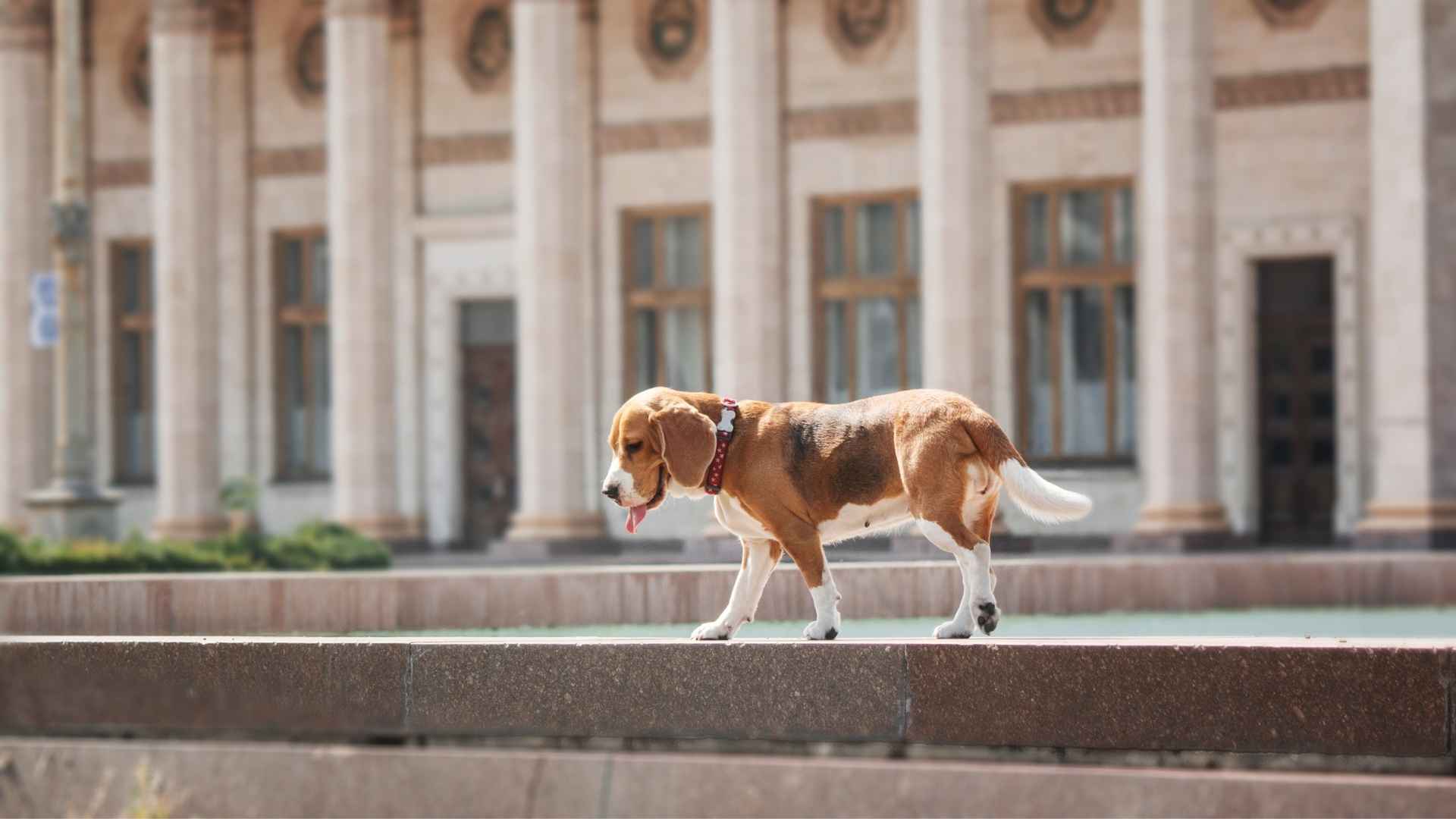 Medium Dog Breeds for City Living