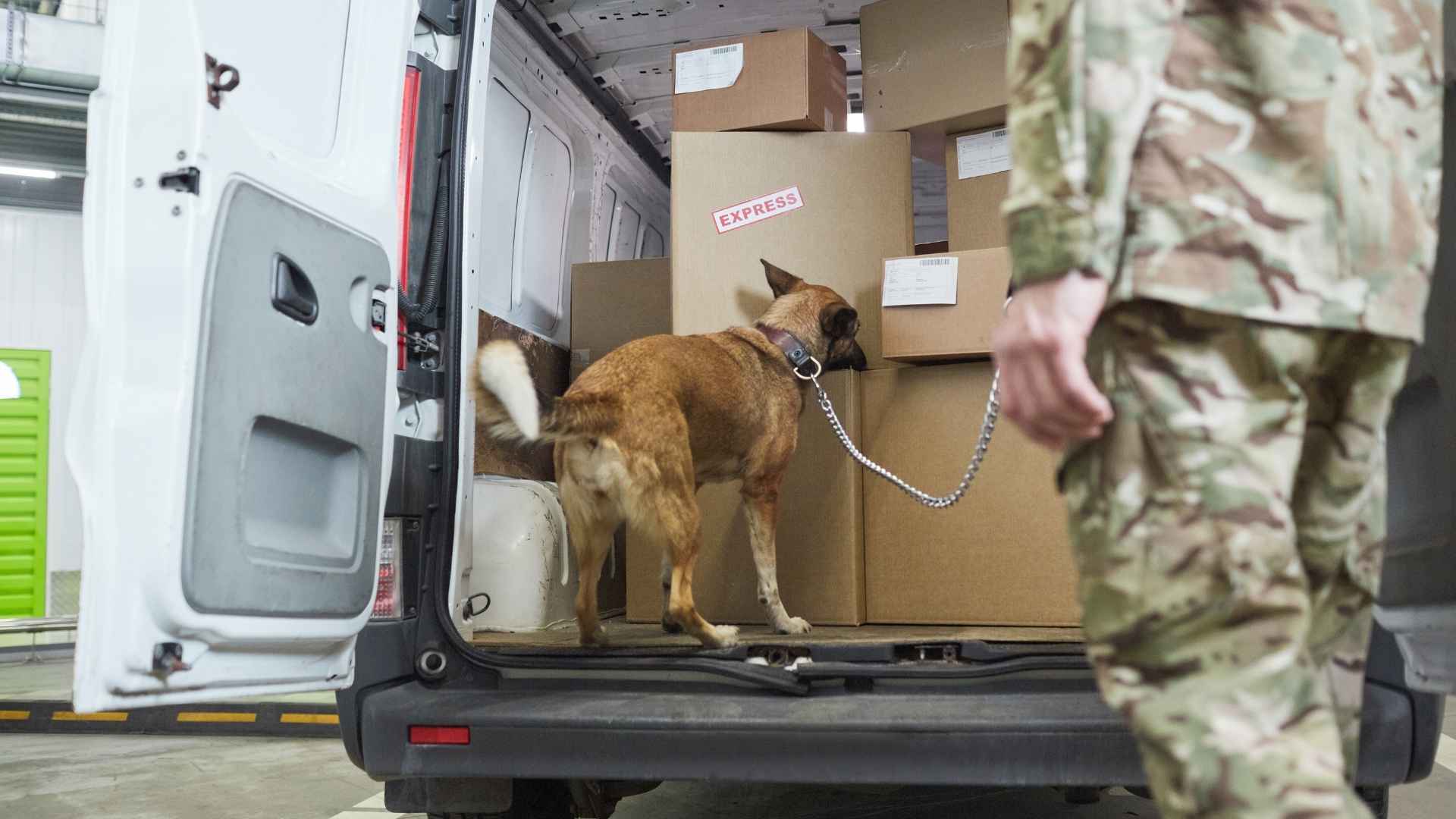 Military Working Dog