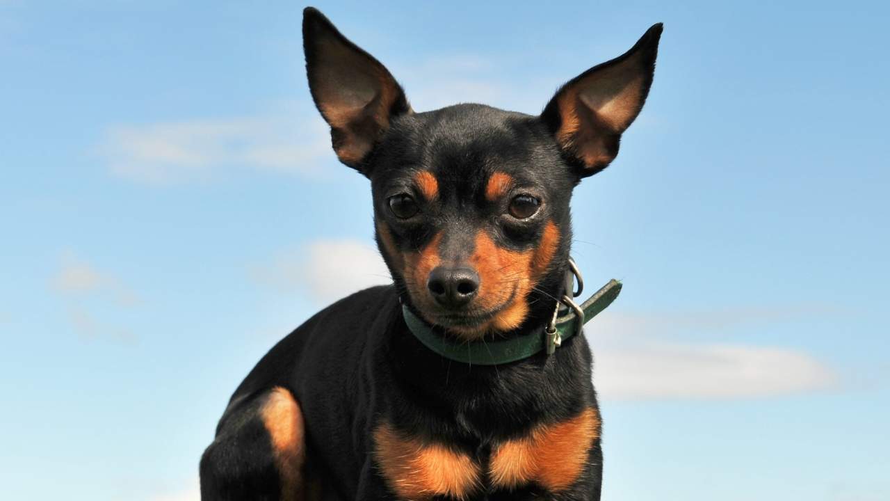 Miniature Pinscher