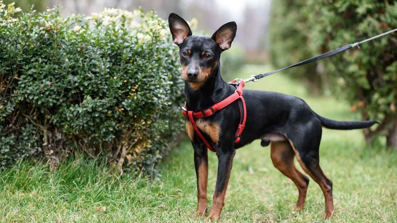 Miniature Pinscher