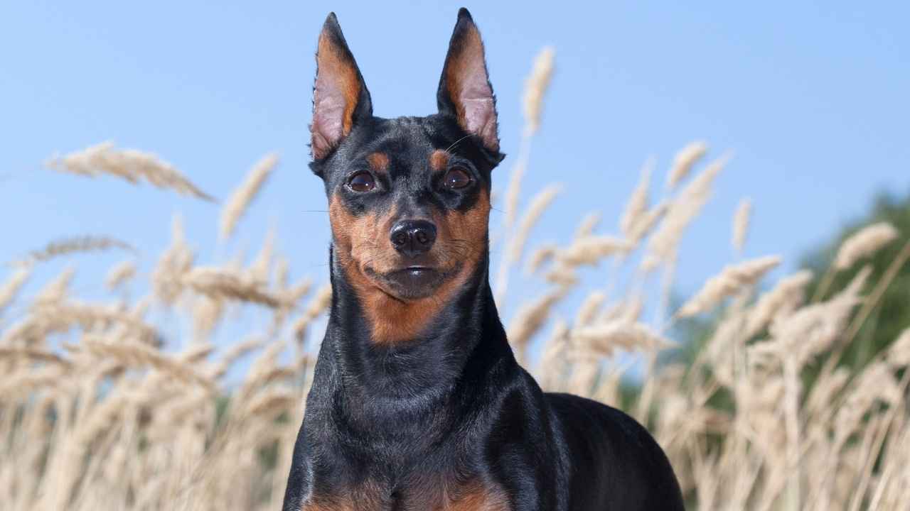 Miniature Pinscher