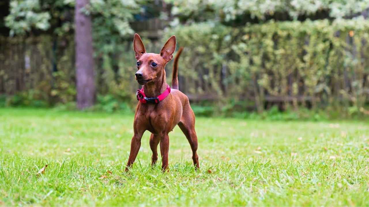 Miniature Pinscher