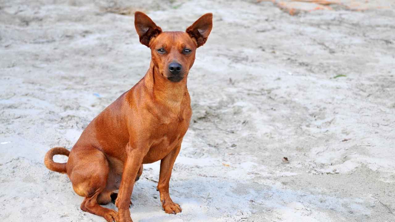 Miniature Pinscher