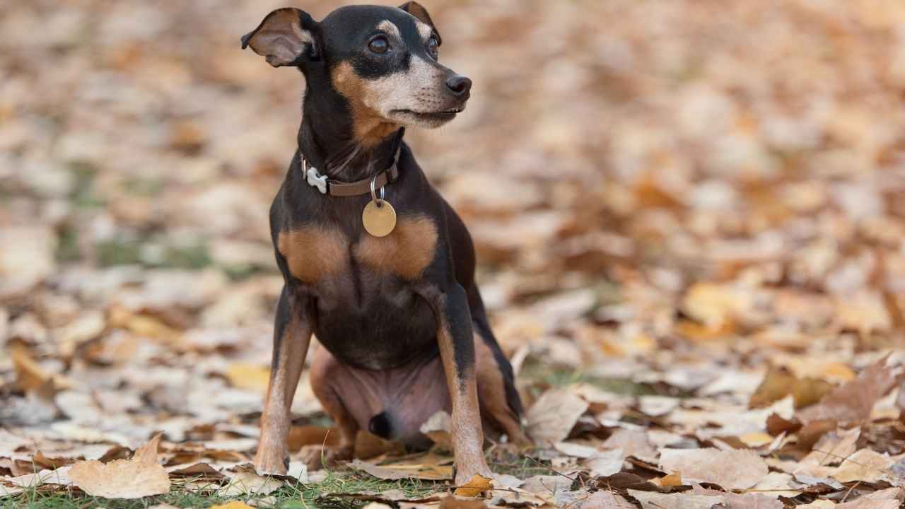 Miniature Pinscher