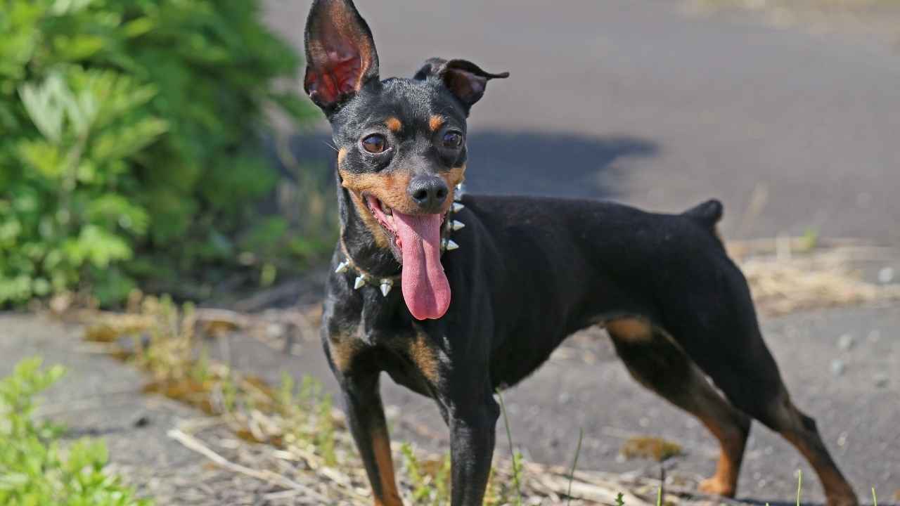 Miniature Pinscher