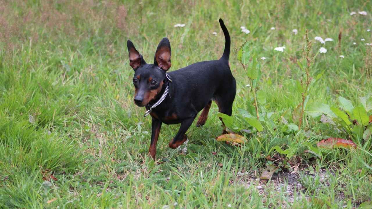 Miniature Pinscher