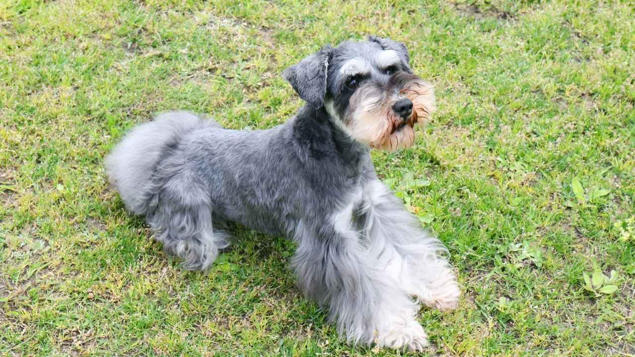 Miniature Schnauzer