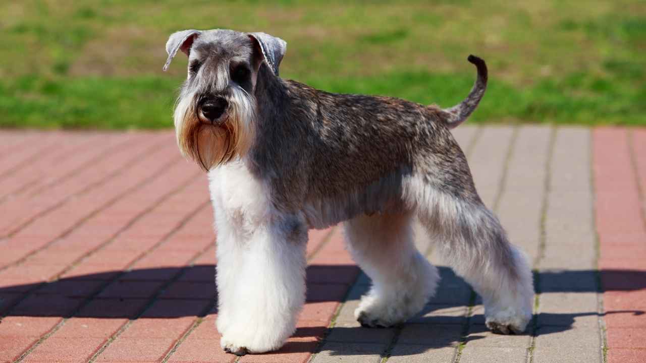 Miniature Schnauzer