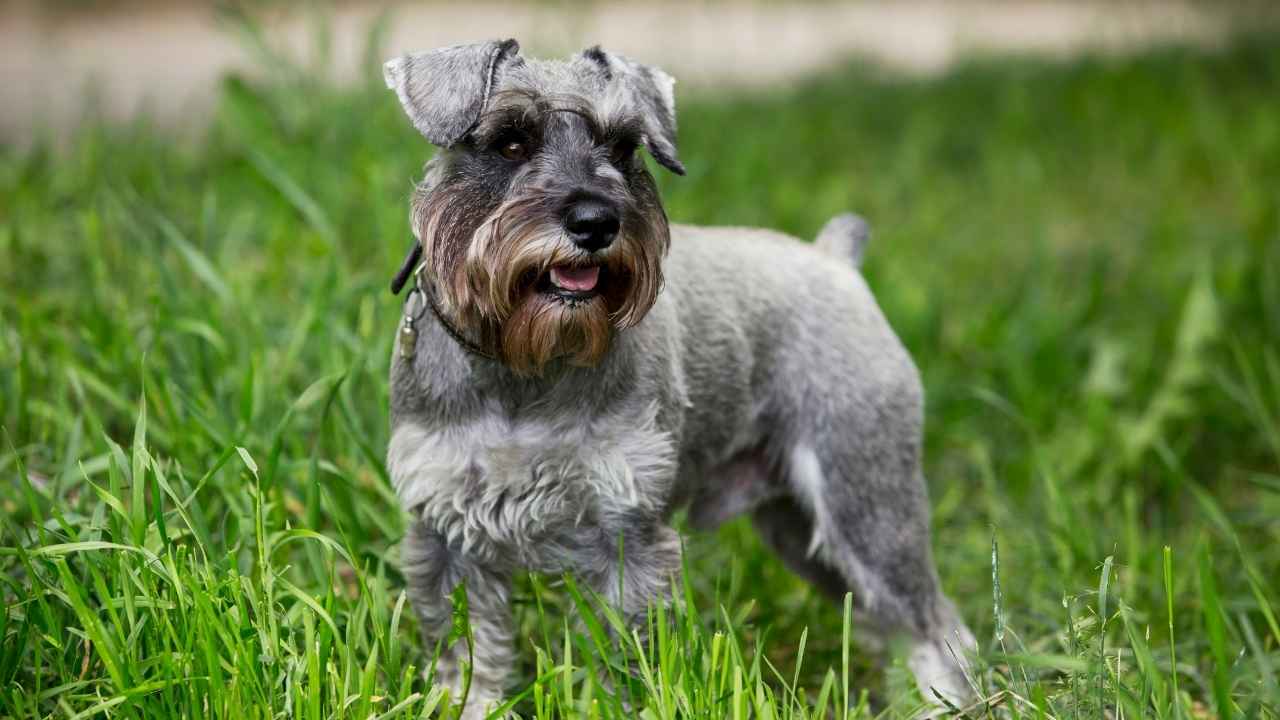 Miniature Schnauzer