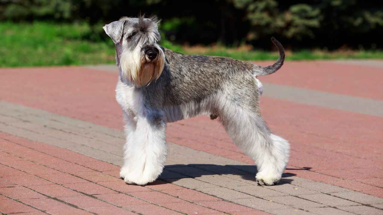 Miniature Schnauzer