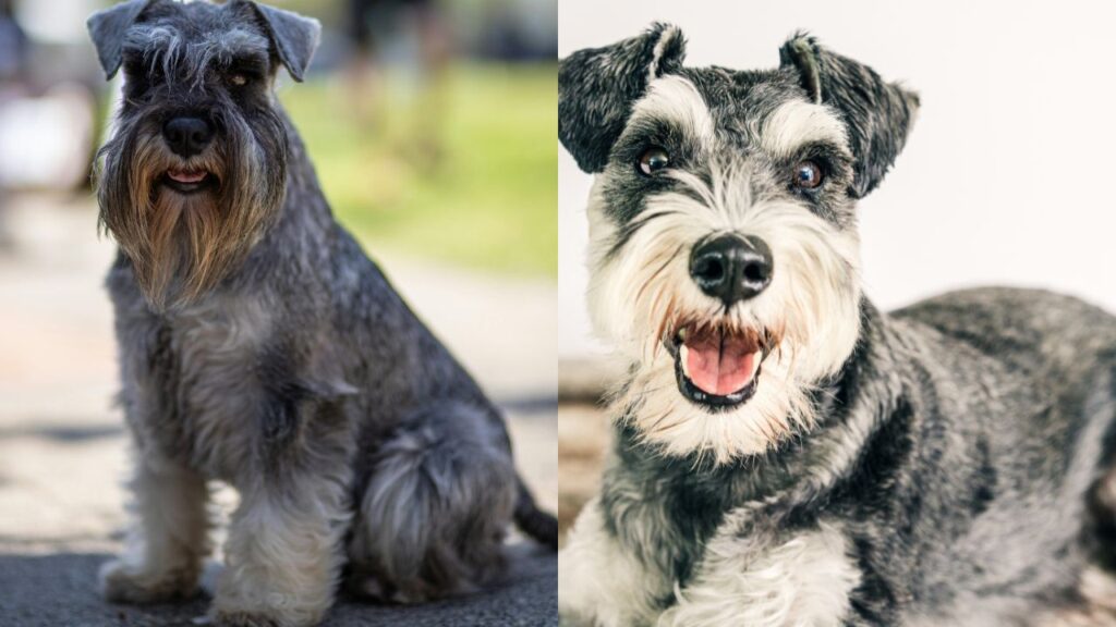 Miniature Schnauzer and Standard Schnauze