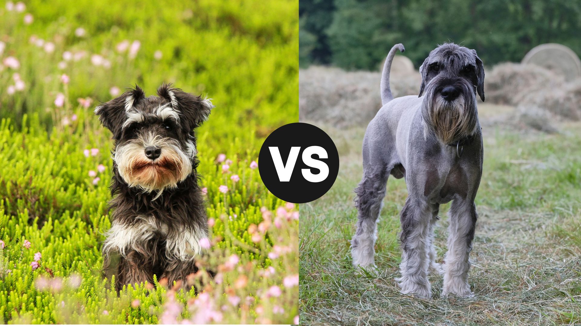 Miniature Schnauzer vs. Standard Schnauzer