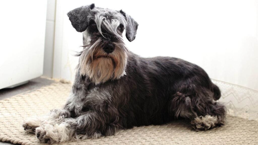 Miniature Schnauzers