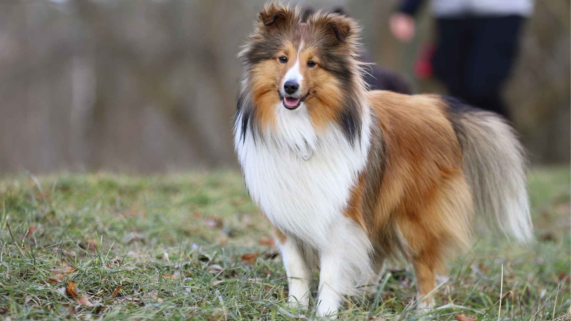 Most Curious Dog Breeds on the Planet