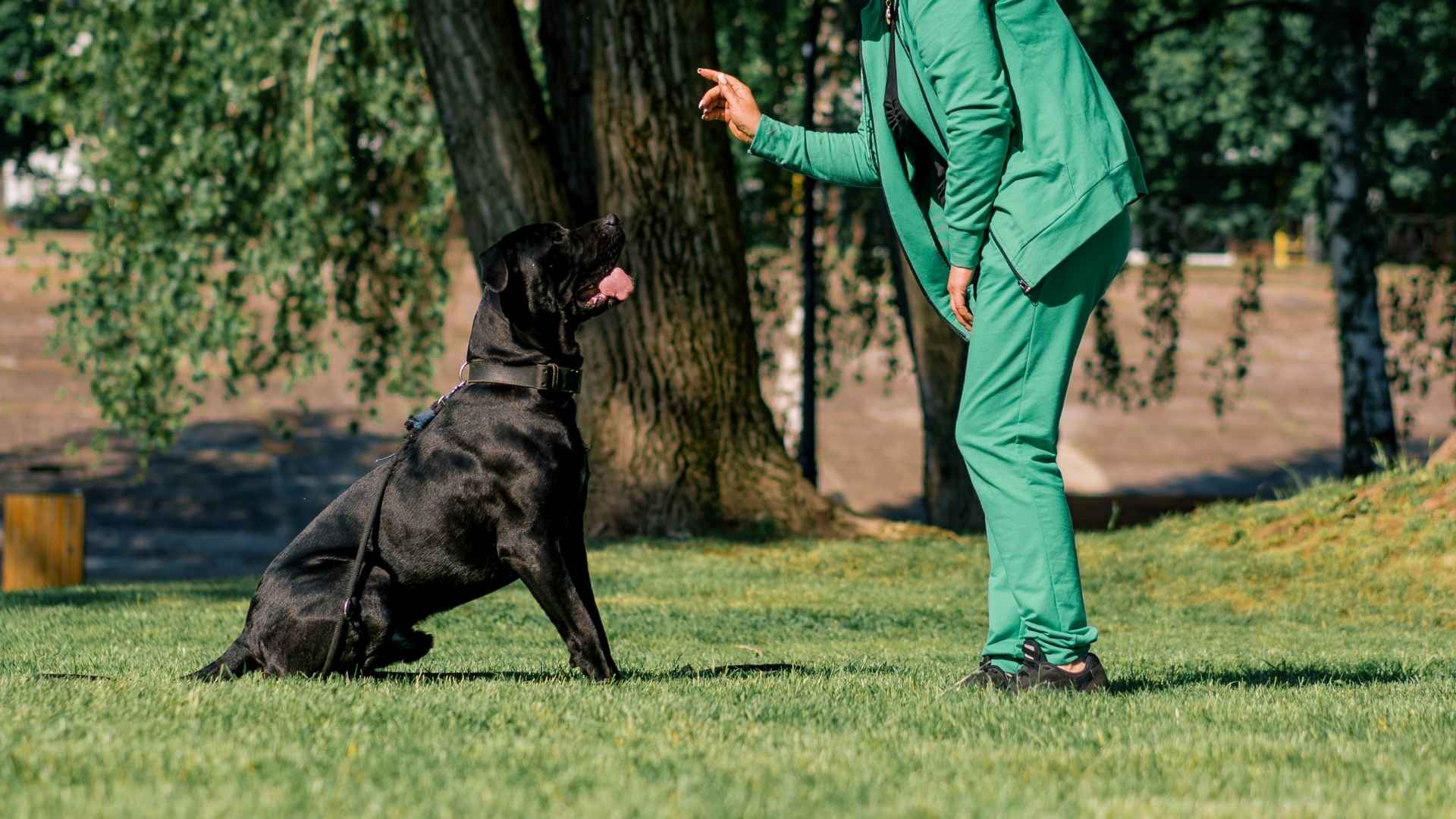 Most Obedient Giant Dog Breeds