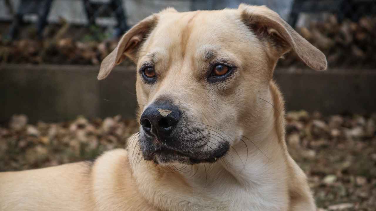 Mountain Cur