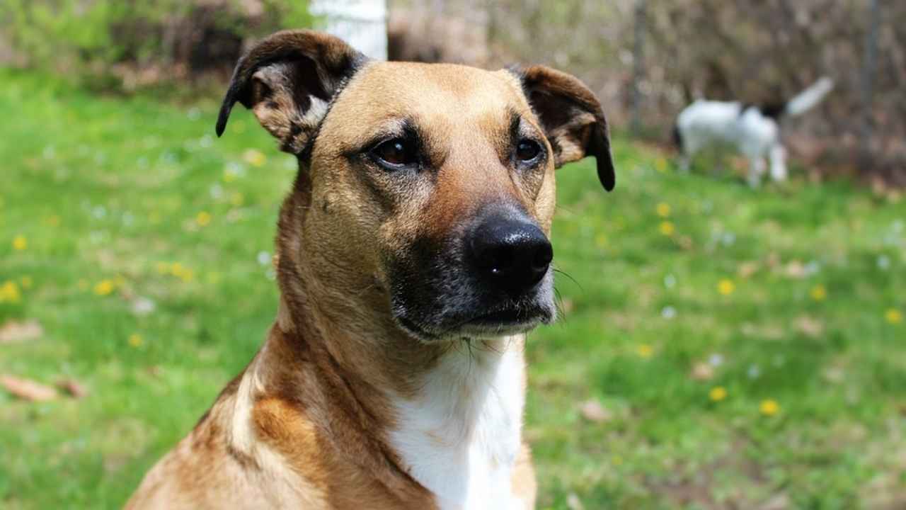 Mountain Cur