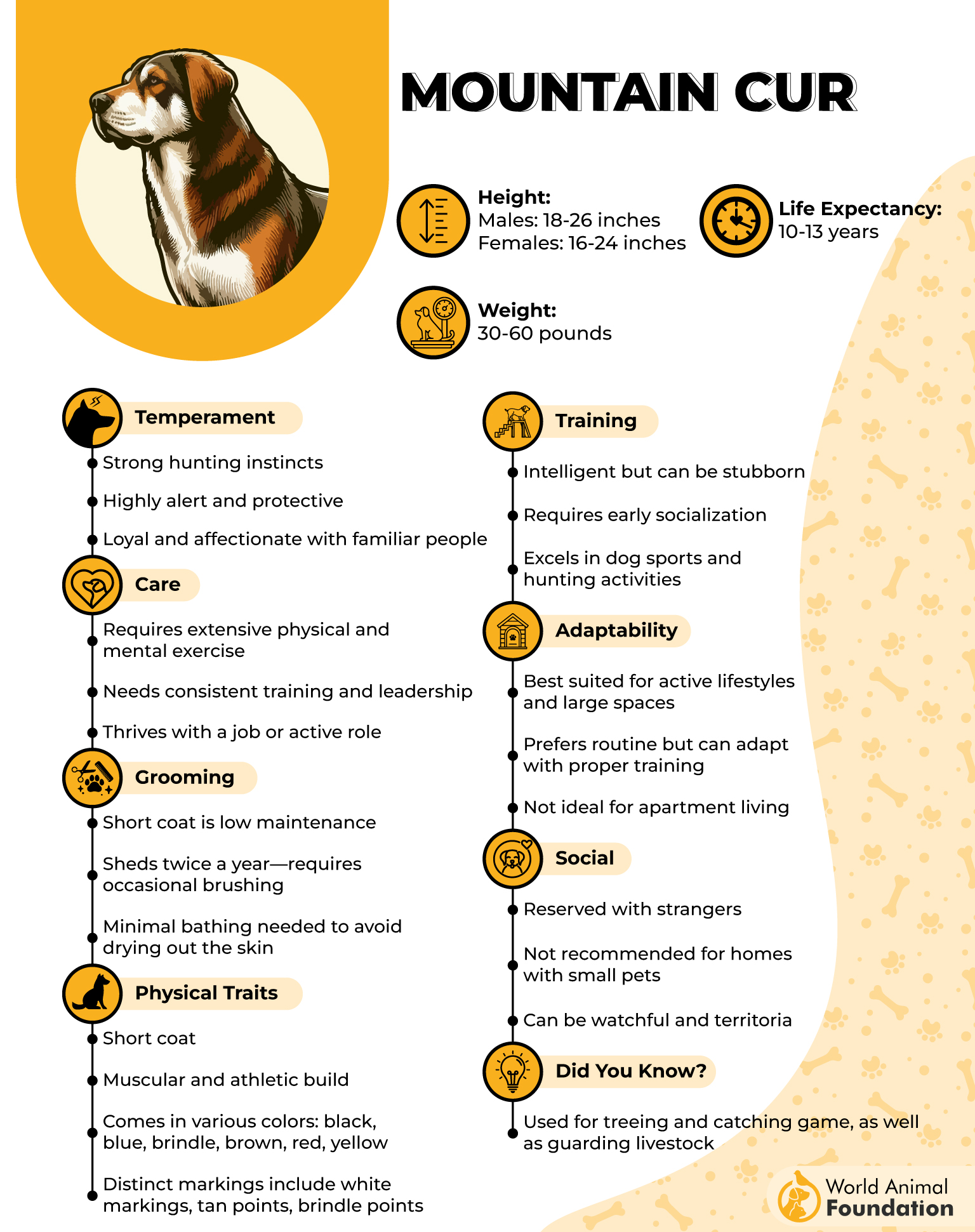 Mountain Cur Profile