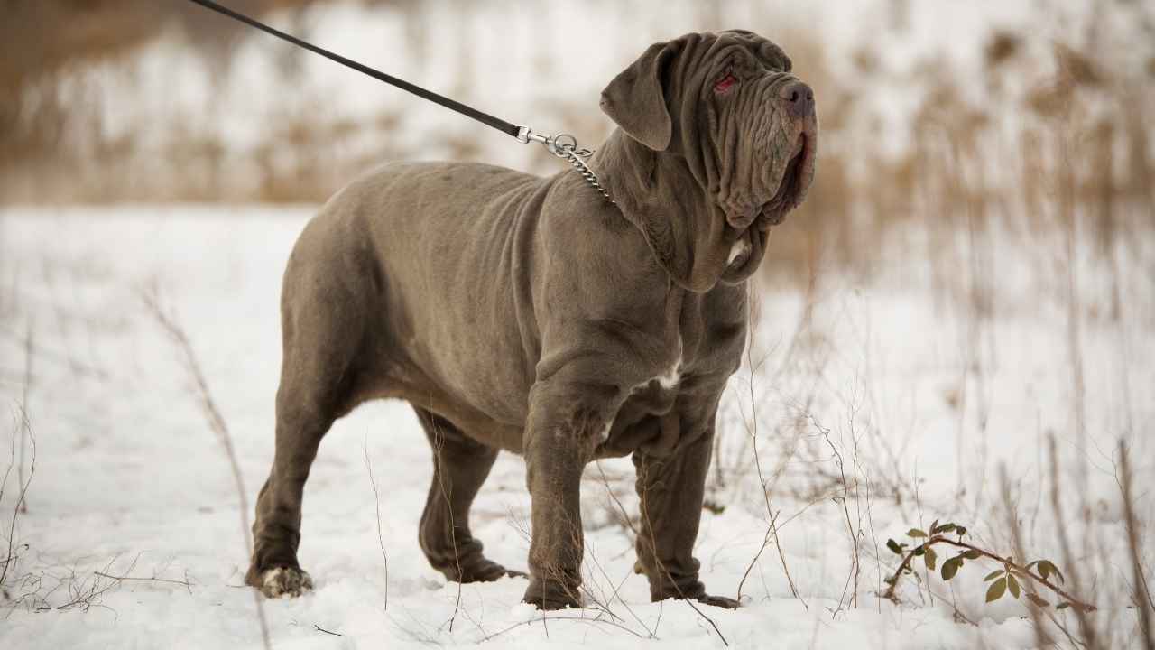 Neapolitan Mastiff