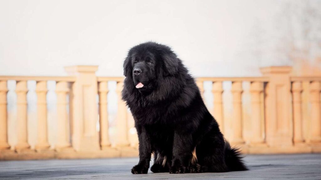 Newfoundland Dog