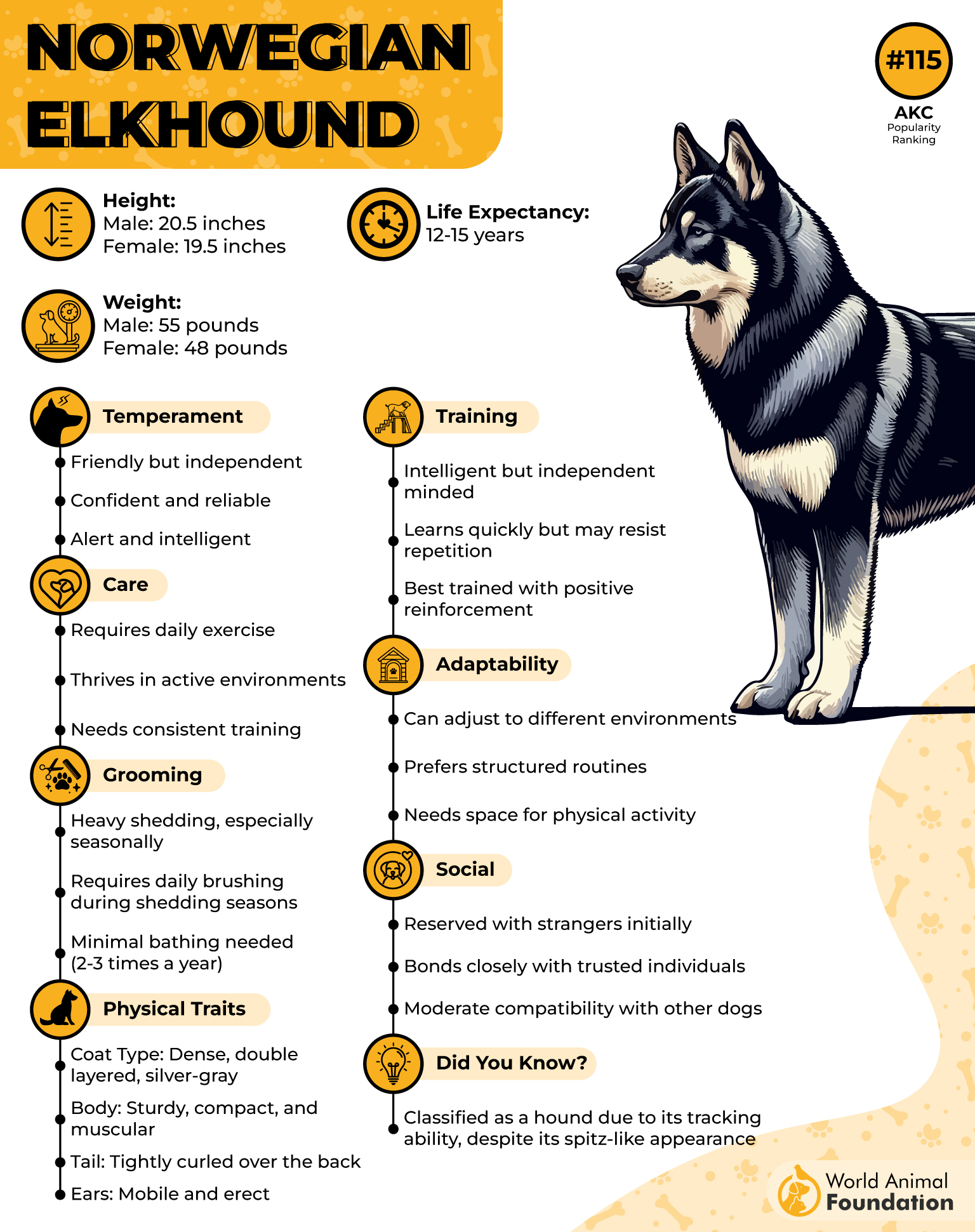 Norwegian Elkhound Profile