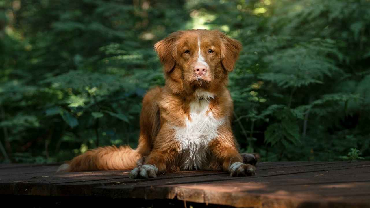 Nova Scotia Duck Tolling Retriever