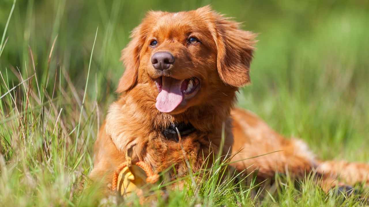 Nova Scotia Duck Tolling Retriever