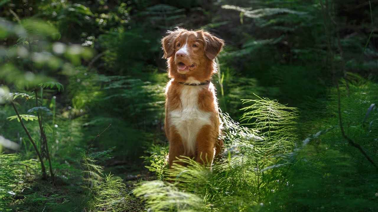 Nova Scotia Duck Tolling Retriever