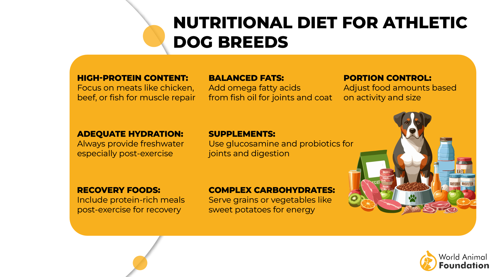 Nutritional Diet for Athletic Dog Breeds-01