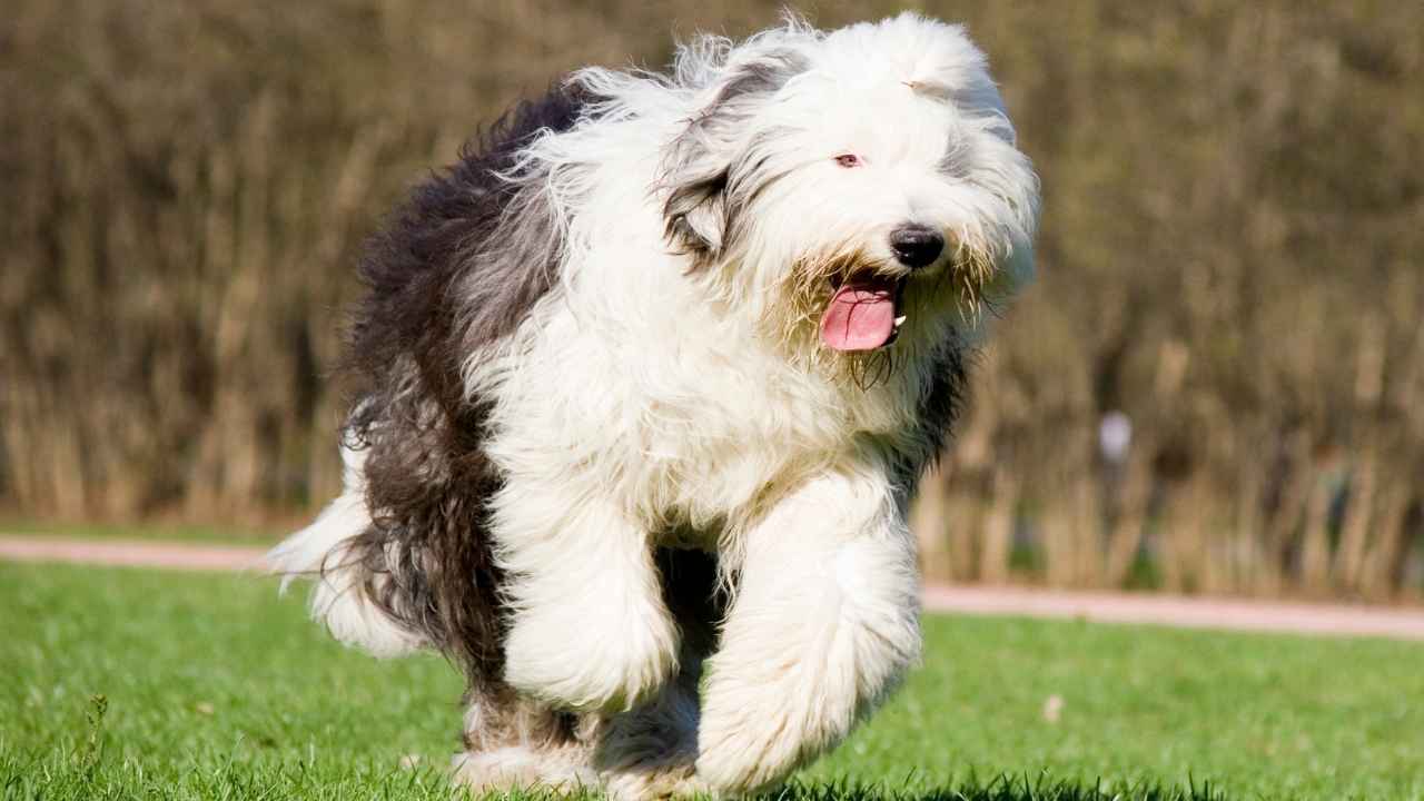 Old English Sheepdog